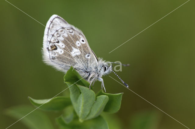 Arctic Blue (Agriades glandon)