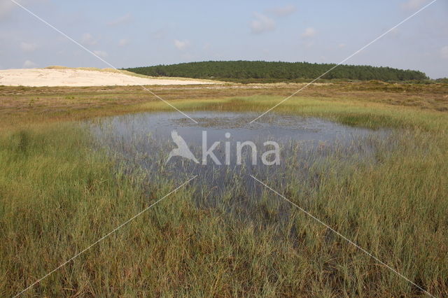 Noordhollands Duinreservaat