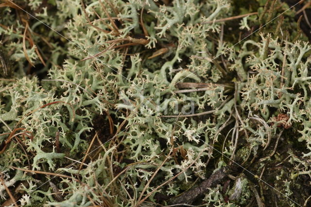 Cladonia portentosa