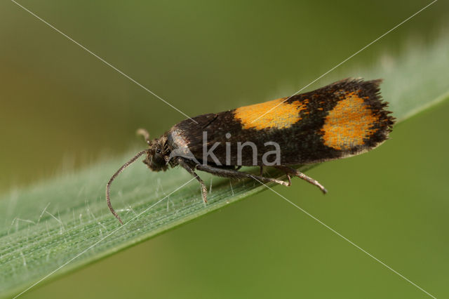 Oranje Dwergbladroller (Pammene aurana)