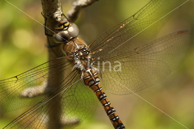Migrant Hawker (Aeshna mixta)