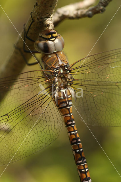 Paardenbijter (Aeshna mixta)