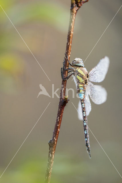 Paardenbijter (Aeshna mixta)