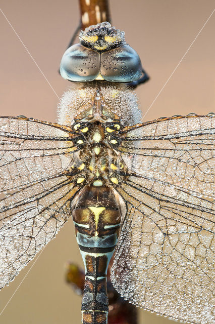 Paardenbijter (Aeshna mixta)