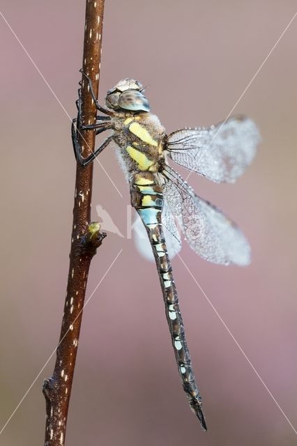 Paardenbijter (Aeshna mixta)