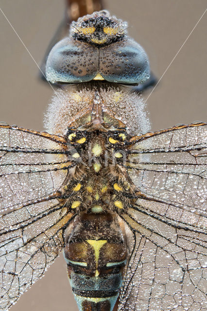 Paardenbijter (Aeshna mixta)