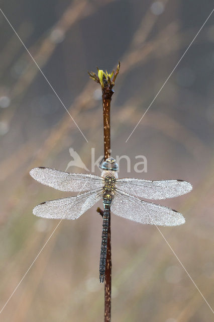 Paardenbijter (Aeshna mixta)