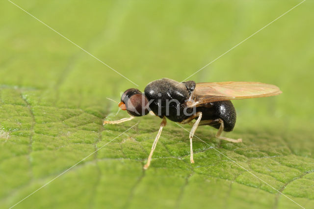 yellow-legged black (Pachygaster leachii)