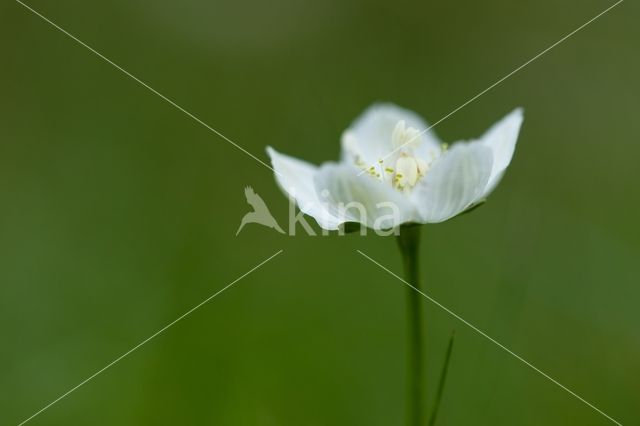 Northern Grass-of-parnassus (Parnassia palustris)