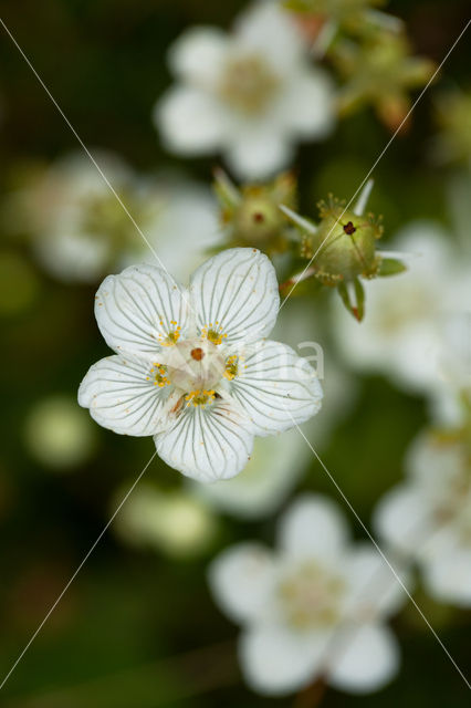 Northern Grass-of-parnassus (Parnassia palustris)