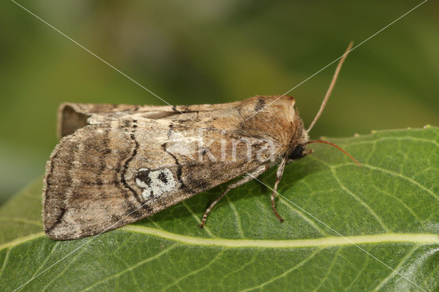 Peppel-orvlinder (Tethea ocularis)