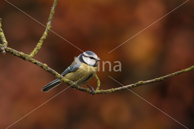 Blue Tit (Parus caeruleus)