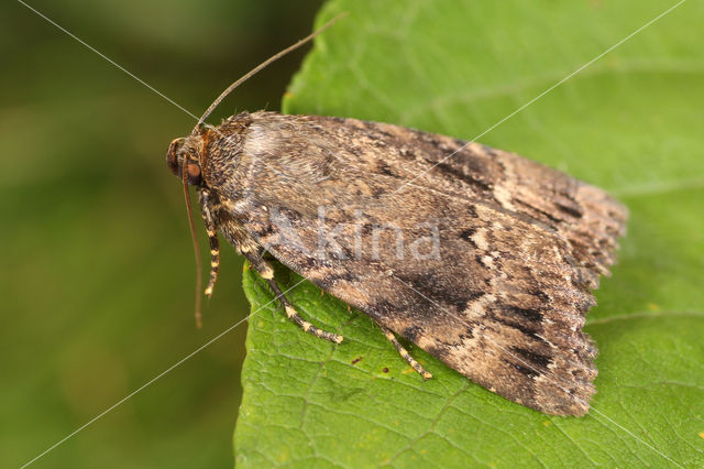 Copper Underwing (Amphipyra pyramidea)