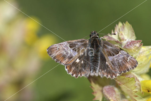 Pluimdikkopje (Carcharodus floccifera)