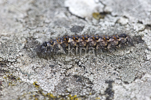 Poecilocampa alpina