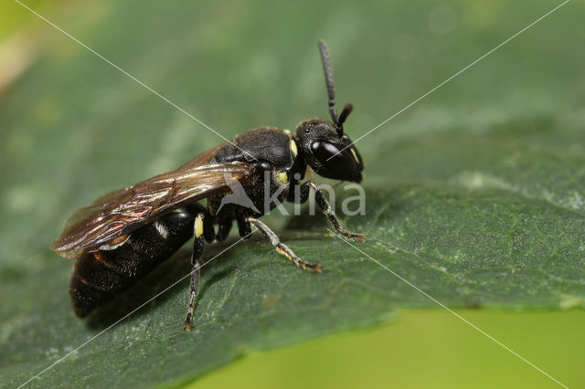 Poldermaskerbij (Hylaeus confusus)