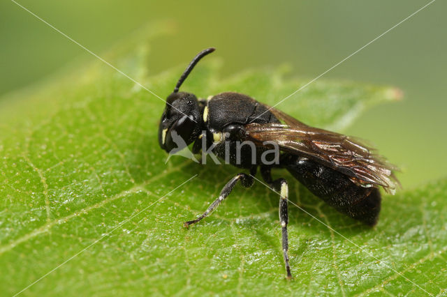 Poldermaskerbij (Hylaeus confusus)