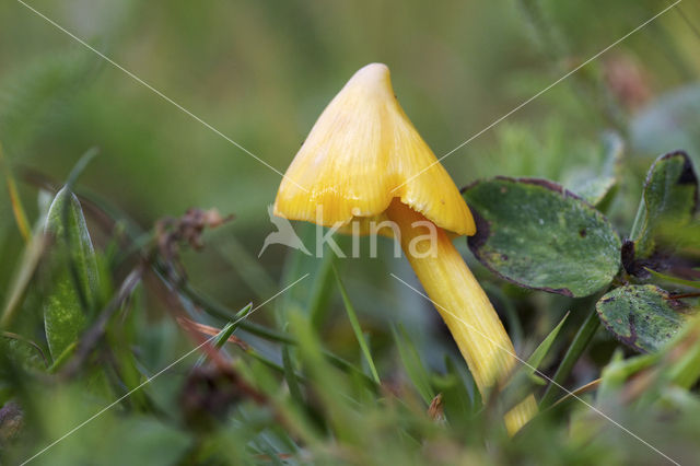 Persistent Waxcap (Hygrocybe acutoconica)