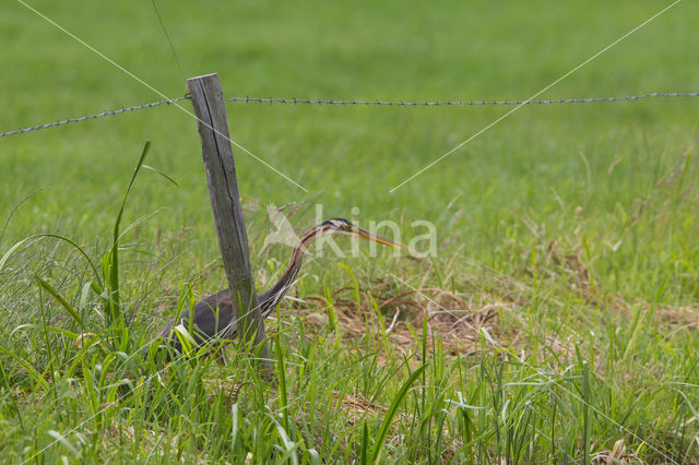 Purperreiger (Ardea purpurea)