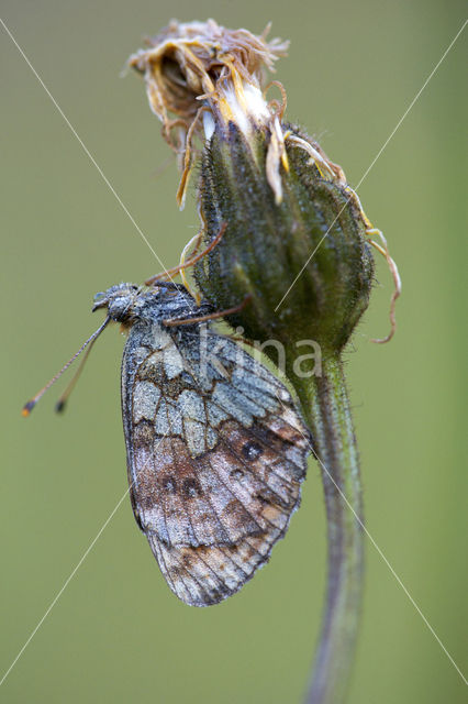 Purperstreepparelmoervlinder (Brenthis ino)