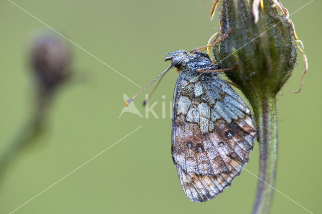 Lesser Marbled Fritillary (Brenthis ino)