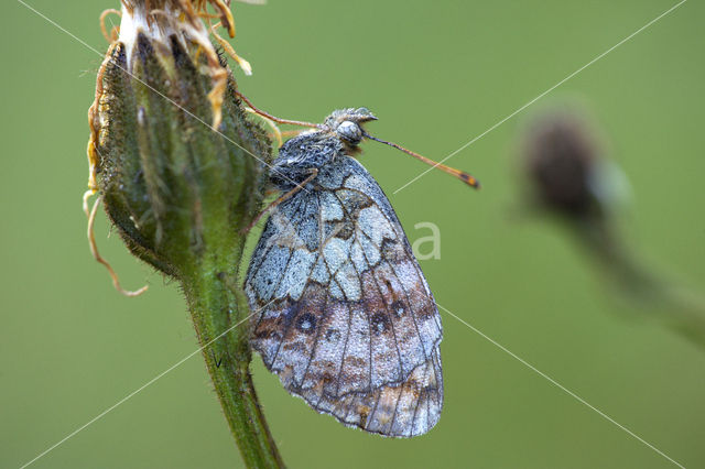 Lesser Marbled Fritillary (Brenthis ino)