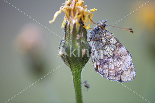 Lesser Marbled Fritillary (Brenthis ino)