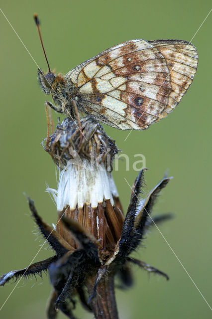 Lesser Marbled Fritillary (Brenthis ino)