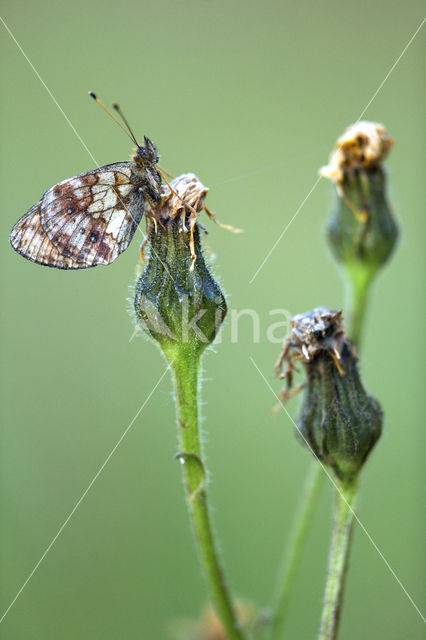 Lesser Marbled Fritillary (Brenthis ino)