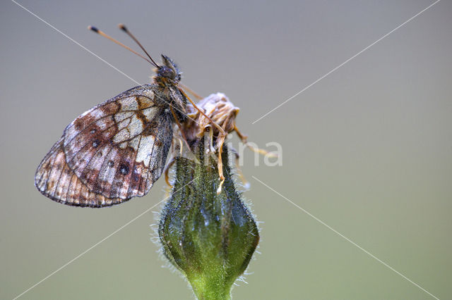 Lesser Marbled Fritillary (Brenthis ino)