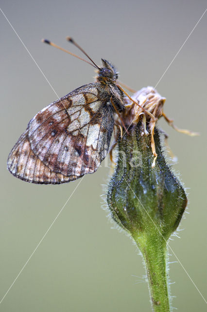 Lesser Marbled Fritillary (Brenthis ino)