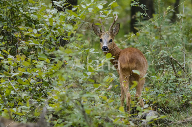 Ree (Capreolus capreolus)