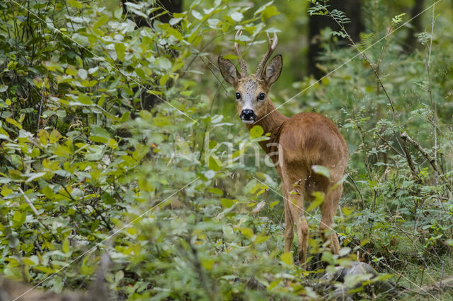 Ree (Capreolus capreolus)