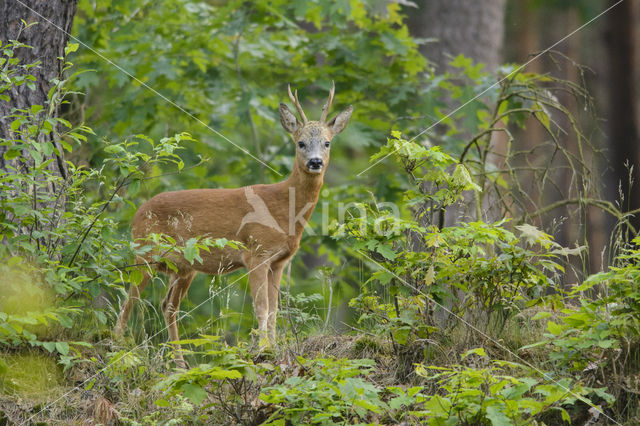 Roe Deer (Capreolus capreolus)