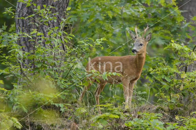 Roe Deer (Capreolus capreolus)