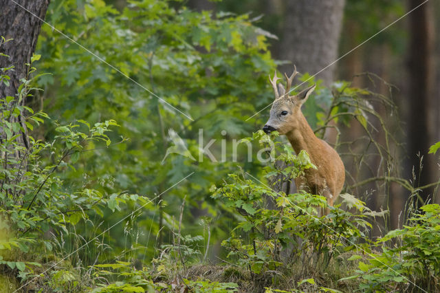 Roe Deer (Capreolus capreolus)