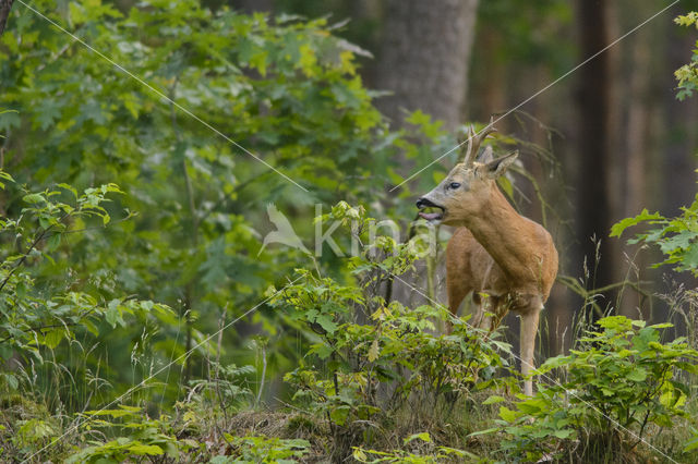 Roe Deer (Capreolus capreolus)