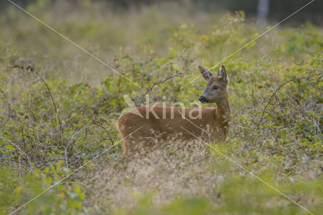 Roe Deer (Capreolus capreolus)