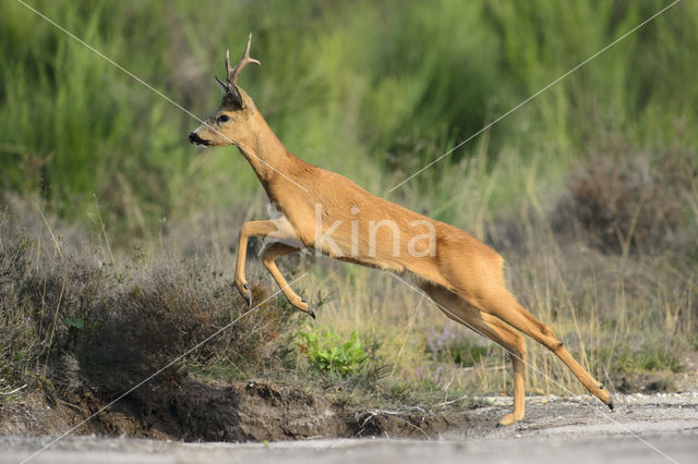 Roe Deer (Capreolus capreolus)