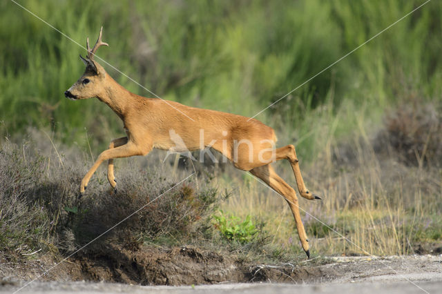 Roe Deer (Capreolus capreolus)