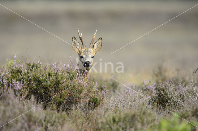 Ree (Capreolus capreolus)