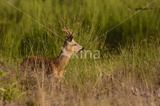 Roe Deer (Capreolus capreolus)