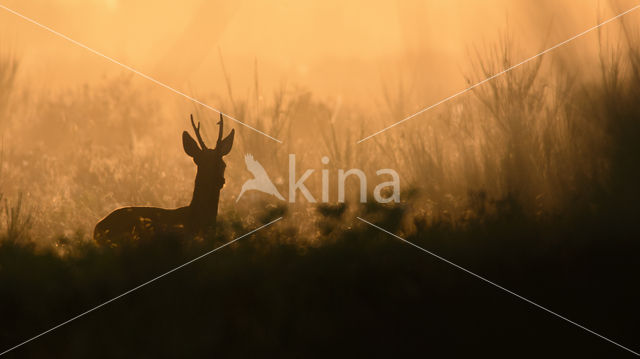 Roe Deer (Capreolus capreolus)