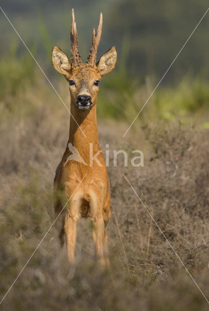 Roe Deer (Capreolus capreolus)