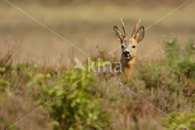 Ree (Capreolus capreolus)