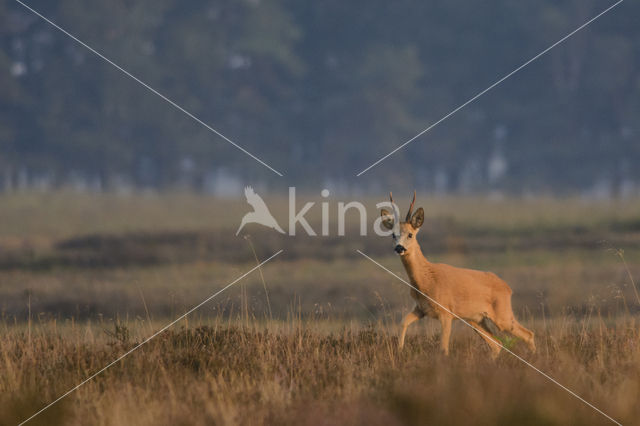 Roe Deer (Capreolus capreolus)