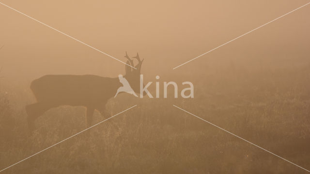 Roe Deer (Capreolus capreolus)