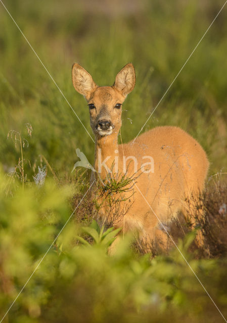 Roe Deer (Capreolus capreolus)