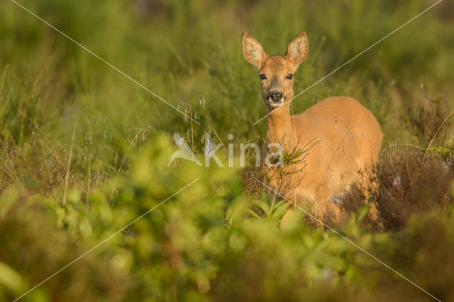 Ree (Capreolus capreolus)