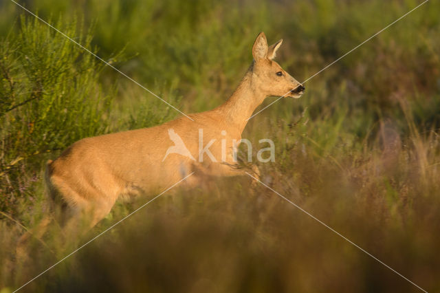 Ree (Capreolus capreolus)